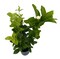 Grand Duke of Tuscany - Arabian Jasmine Plant - Triple Bloom- 4" Pot